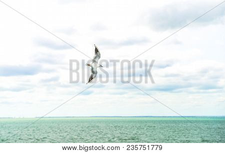 Seagull Flying Over The Sea. White Seagull Soaring In The Blue Sky.