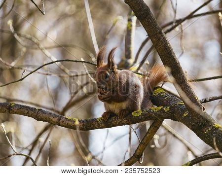 The Red Squirrel Eats A Nuton The Tree In The Park