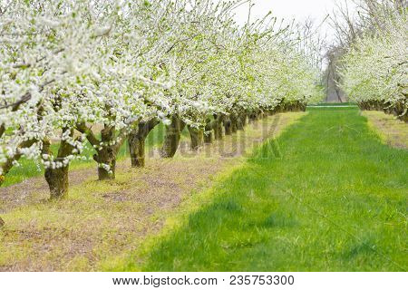 Ornamental Garden With Majestically Blossoming Large Trees On A Fresh Green Lawn