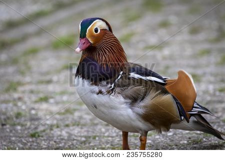 Cute Little Mandarin Wood Duck Portrait Photo