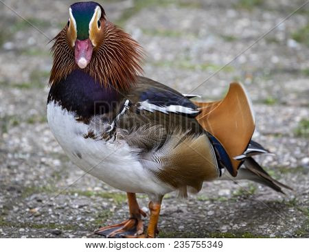 Cute Little Mandarin Wood Duck Portrait Photo
