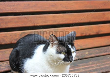 Wwhite And Black Cat Sitting On The  Bench