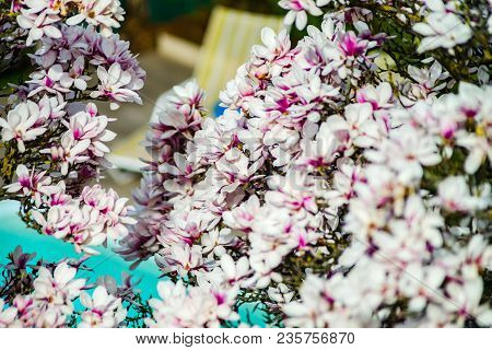 Beautiful Pink Magnolia On Cyan Swimming-pool Background, Aerial Overview