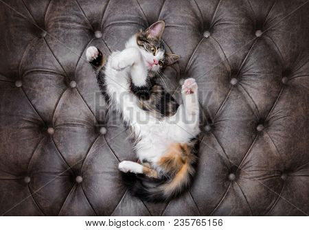 Looking Down At Playful Fluffy Kitten On A Luxurious Leather Buttoned Ottoman