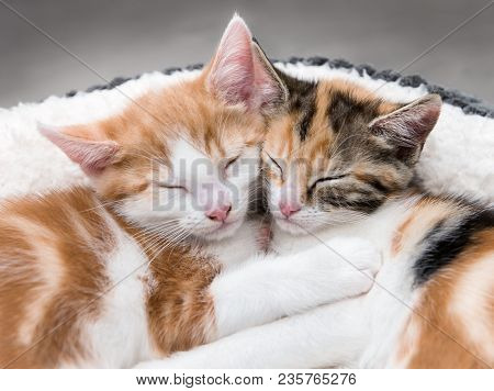 Closeup Of Two Cute Kittens Sleeping In A White Bed