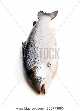 Close  Up On A Whole Rawsalmon Isolated On White