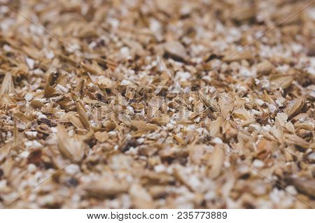 Grinded Grains Of Barley Malt Close-up. Craft Beer Brewing From Grain Barley Pale Malt In Process. A