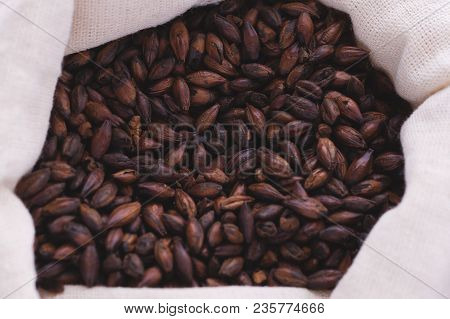 Chocolate Malt In A Bag. Craft Beer Brewing From Grain Barley Malt In Process. Ale Or Lager From Dar