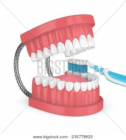 3D Render Of Jaw Model With Toothbrush Over White