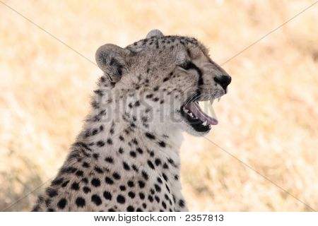 Cheetah