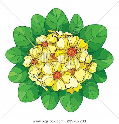 Vector Bouquet With Outline Primula Or Primrose Flower In Yellow And Green Foliage Isolated On White