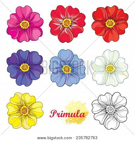 Vector Set With Outline Blooming Primula Or Primrose Flower In Pink, Purple, Blue, Pastel White And 