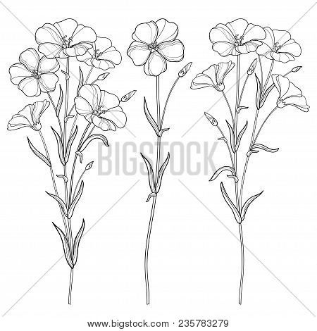 Vector Set With Outline Flax Plant Or Linseed Or Linum Flowers Bunch, Bud And Leaf In Black Isolated
