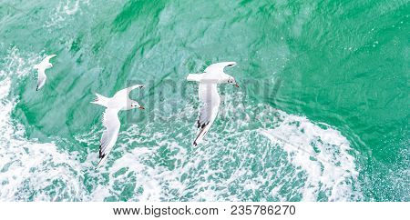 Flying Seagulls, Top View Silhouette. Bird Flies Over The Sea. Seagulls Hover Over Deep Blue Sea. Gu