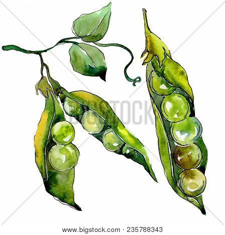 Pea Sed Wild Vegetables In A Watercolor Style Isolated. Full Name Of The Vegetables: Pea Sed. Aquare