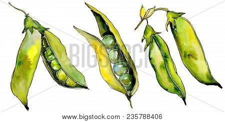 Pea Sed Wild Vegetables In A Watercolor Style Isolated. Full Name Of The Vegetables: Pea Sed. Aquare