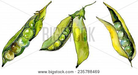 Pea Sed Wild Vegetables In A Watercolor Style Isolated. Full Name Of The Vegetables: Pea Sed. Aquare