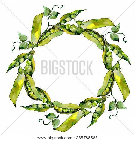 Pea Sed Wild Vegetables In A Watercolor Style Wreath. Full Name Of The Vegetables: Pea Sed. Aquarell