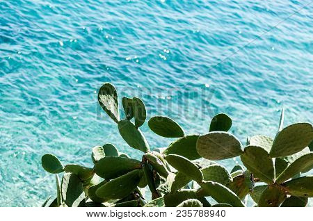 Vegetation And Cactus Blurred Blue Sea Background. Travel.
