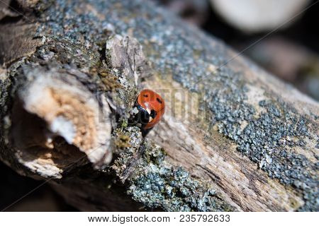 The Ladybird Crawls On A Dry Tree. Insects Wake Up In The Spring