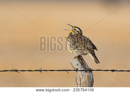 A Western Meadowlark Calling On A Fence Post On The Colorado Plains