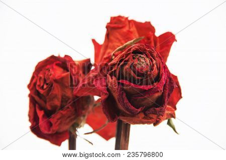Dried Pink Rose On White Background. Rose