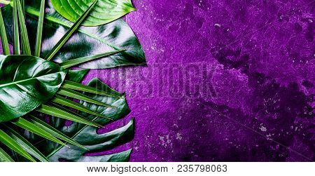 Creative Tropical Leaves Background. Trandy Tropical Leaves On Ultra Violet Slate Background - Color