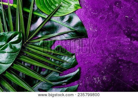 Creative Tropical Leaves Background. Trandy Tropical Leaves On Ultra Violet Slate Background - Color