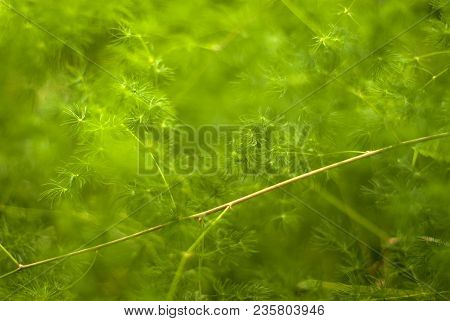 Green Blurred Plant Background With Thin Branches