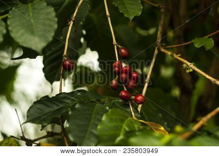 Red Ripe Fruit Coffee Cherries On A Coffee Tree