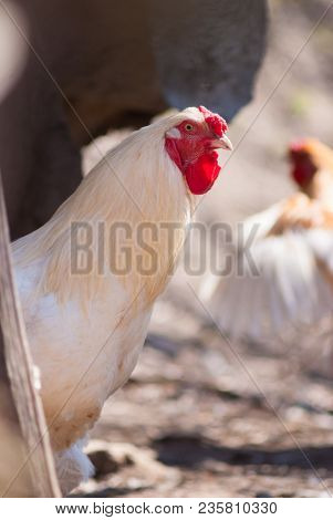 Beautiful Healthy Cockerel Walking On The Ground. Concept Bird Farm. Portrait