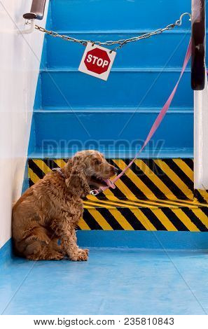 The Socker Spaniel Sits On The Background Of The Sign 