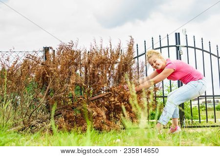 Woman Gardener Removing Withered Dried Thuja Tree From Her Backyard. Yard Work Around The House