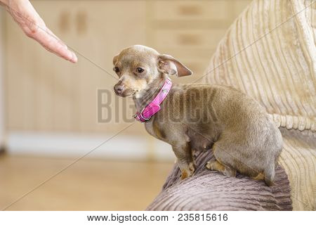 Little Pinscher Ratter Prazsky Krysarik Purebreed Small Dog Eating Food For Human Owner Male Hand.