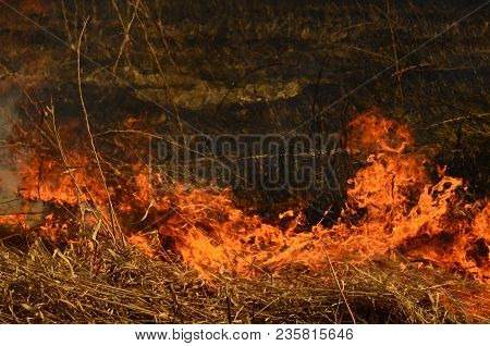 Coastal Zone Of Marsh Creek, Strong Smoke From Fire Of Liana Overgrowth. Spring Fires Of Dry Reeds D