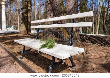 Pine Branch On A Bench Close Up 2018