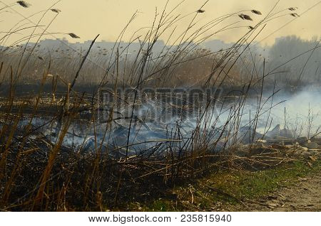 Coastal Zone Of Marsh Creek, Strong Smoke From Fire Of Liana Overgrowth. Spring Fires Of Dry Reeds D