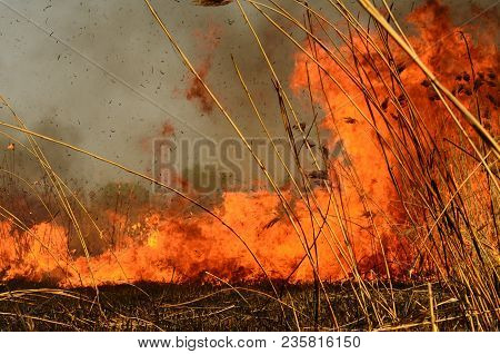 Coastal Zone Of Marsh Creek, Strong Smoke From Fire Of Liana Overgrowth. Spring Fires Of Dry Reeds D