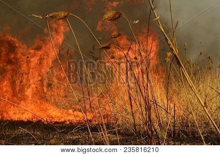 Coastal Zone Of Marsh Creek, Strong Smoke From Fire Of Liana Overgrowth. Spring Fires Of Dry Reeds D