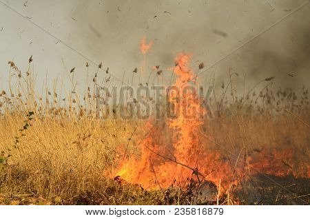 Coastal Zone Of Marsh Creek, Strong Smoke From Fire Of Liana Overgrowth. Spring Fires Of Dry Reeds D