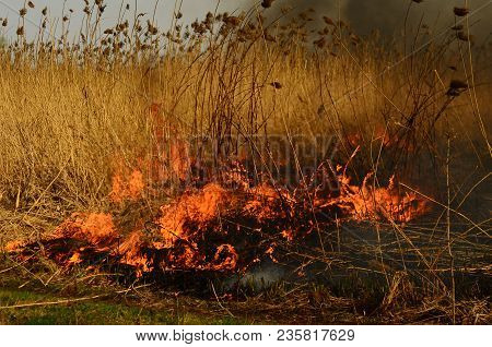 Coastal Zone Of Marsh Creek, Strong Smoke From Fire Of Liana Overgrowth. Spring Fires Of Dry Reeds D