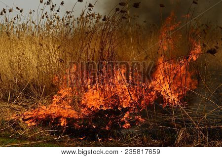 Coastal Zone Of Marsh Creek, Strong Smoke From Fire Of Liana Overgrowth. Spring Fires Of Dry Reeds D
