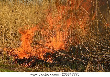 Coastal Zone Of Marsh Creek, Strong Smoke From Fire Of Liana Overgrowth. Spring Fires Of Dry Reeds D