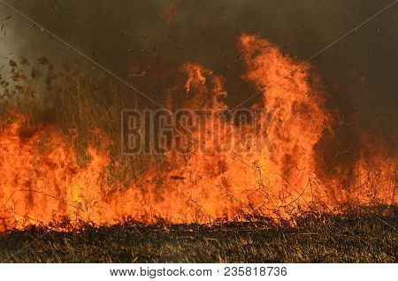 Coastal Zone Of Marsh Creek, Strong Smoke From Fire Of Liana Overgrowth. Spring Fires Of Dry Reeds D