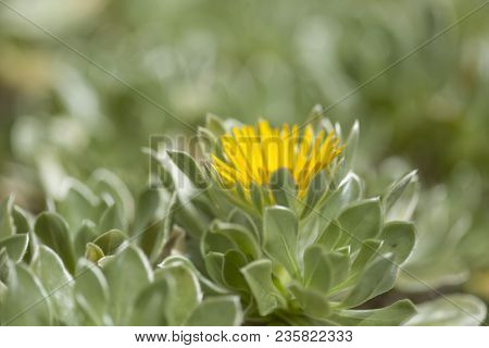 Flora Of Fuerteventura - Asteriscus Sericeus, Canary Island Daisy, Silky Asteriscus