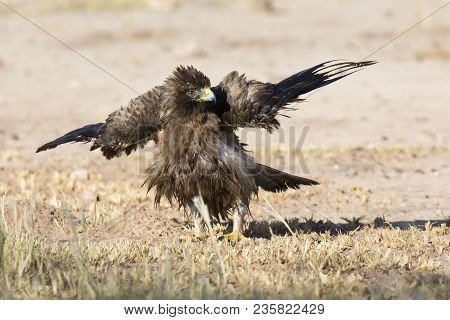 Wet Booted Eagle Sit On The Ground To Dry Out After A Bath Before It Take Off Again