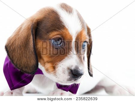 Dachshund Dog Piebald Colour Studio Quality Light