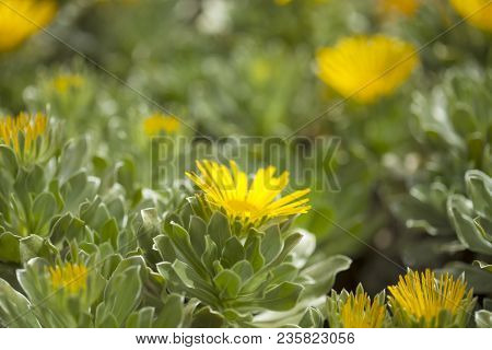 Flora Of Fuerteventura - Asteriscus Sericeus, Canary Island Daisy, Silky Asteriscus