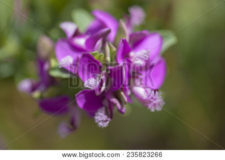 Magenta Flowers Of Polygala Myrtifolia,   Myrtle-leaf Milkwort, Background