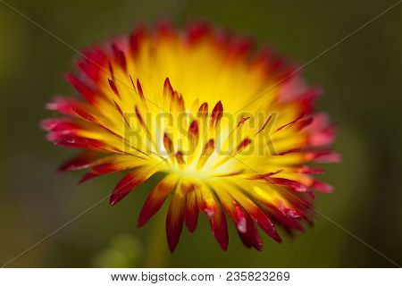 Floral Background Of Drosanthemum Bicolor, Succulent Native To South Africa